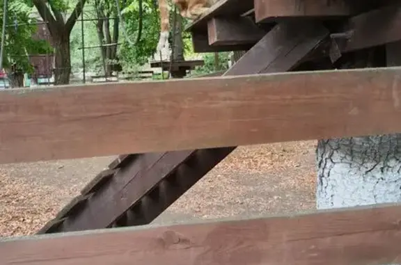 Кошка найдена: Аллея, Новочеркасск