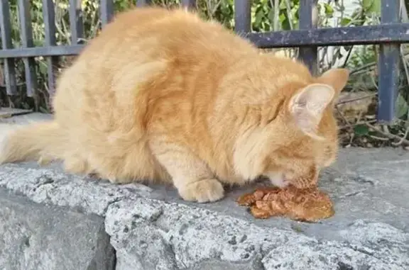 Кошка найдена на Аллее, Новочеркасск