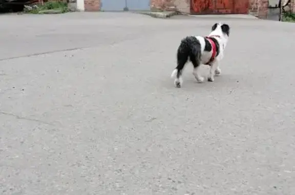 Найдена собака, Иркутск, фото: Дворняга найдена на Петрова, 62, Иркутск