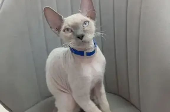 Кошки потеряшки, Ставрополь, фото: Потеряшка кошка, ул. Кутузова, Ставрополь