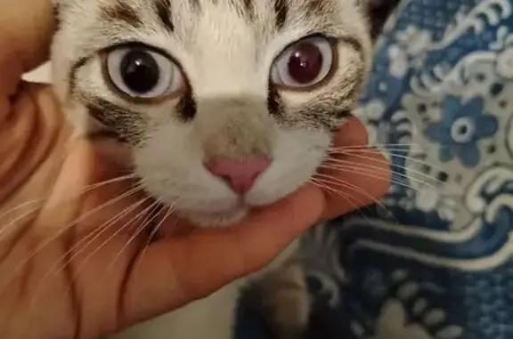 Кошка найдена, ул. Чихачёва, Барнаул