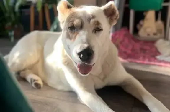 Найдена собака, Хабаровск, фото: Алабай найдена на ул. Пушкина, Хабаровск