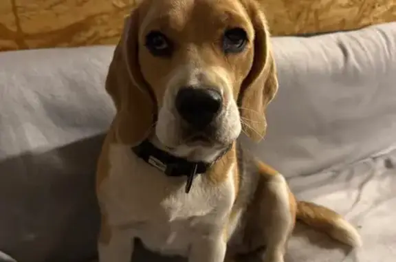 Собаки потеряшки, Ставропольский край, фото: Потеряшка собака, бигль, Ставрополь