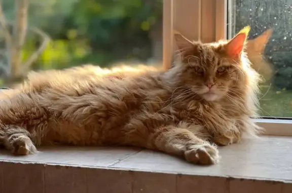 Пропала кошка, Центральная ул, 1, Прибрежное