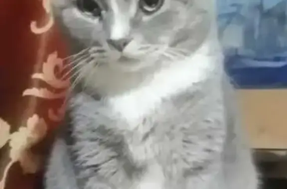 Пропала кошка, Техническая ул., Екб