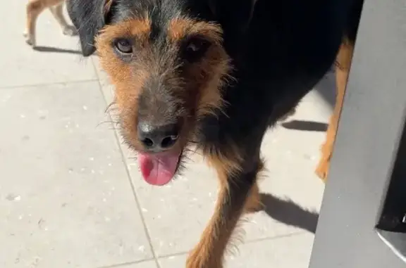 Найдена собака, ул. Возрождения 23, Краснодар