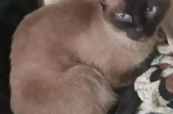 Кошки потеряшки, , фото: Потеряшка кошка, Балабаново, Моск. ул.