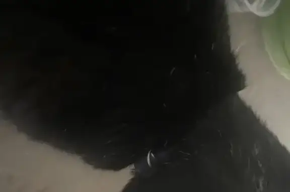 Найдена кошка, Чердынская 22, Пермь