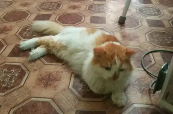 Пропал кот возле школы №1, ул. Пугачёва, 59