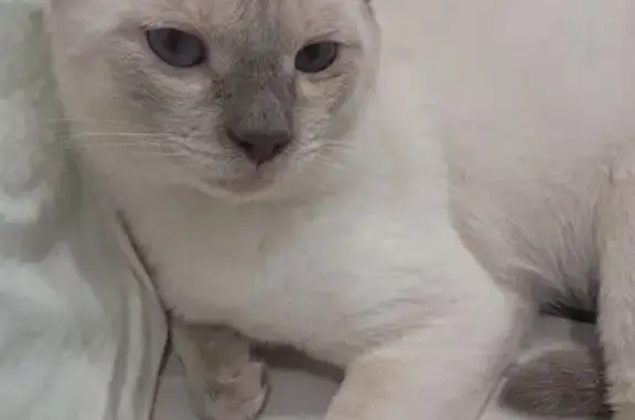 Кошки потеряшки, Ульяновск, фото: Потеряшка кошка Томас, ул. Заречная 1, Ульяновск