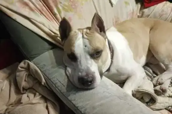 Собака найдена на Черкасской, 2, Челябинск