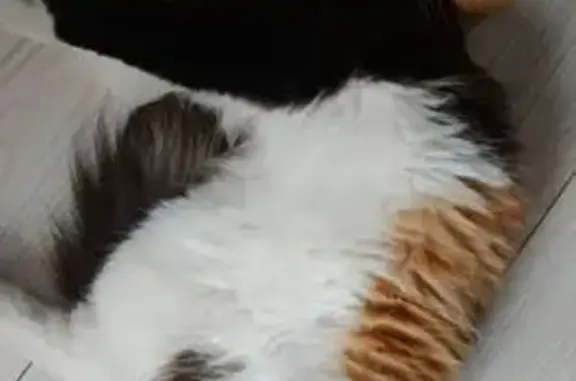 Пропала кошка, Деповская ул., Туапсе