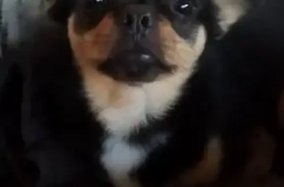 Пропала собака, Комсомольский пер., Новосветловский