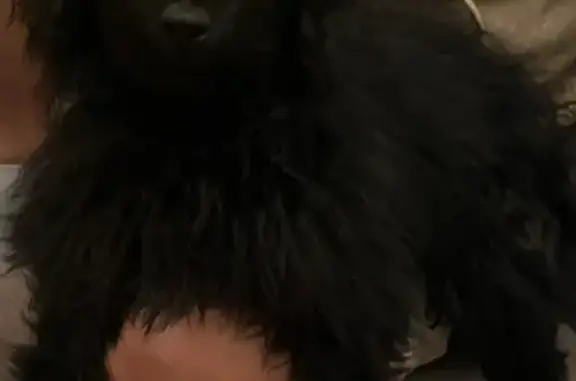 Собаки потеряшки, Санкт-Петербург, фото: Потеряшка собака Минхо, СПб, Энтузиастов 47