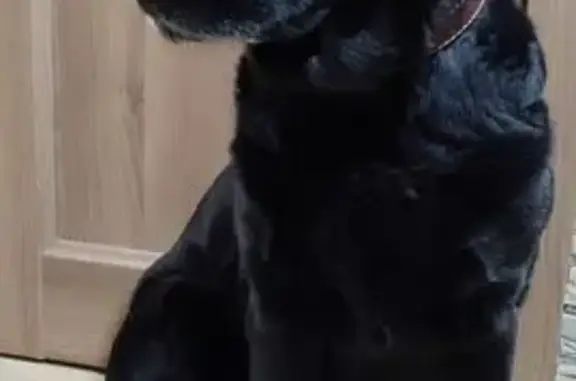 Пропала собака, ул. 40-летия Победы, Златоуст