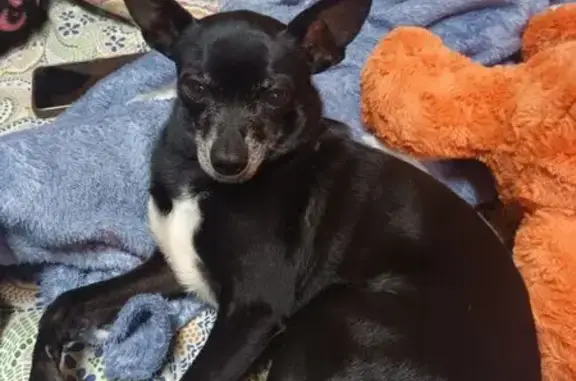 Найдена собака, Рязанская область, фото: Собака найдена в Искровском поселении