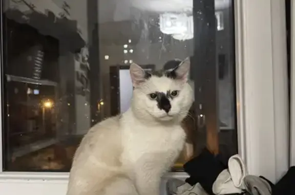 Найден кот, ул. Генерала Челнокова, 46