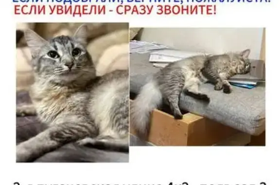 Пропала кошка, 2-я Пугачёвская ул., 4 к2