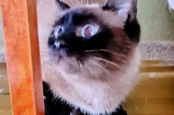 Кошка найдена у 