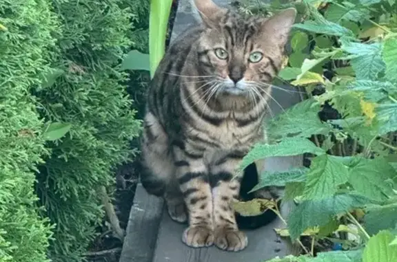 Найдена кошка на Кооперативной, 43, Видное