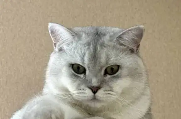 Кошки потеряшки, Новая Усмань, фото: Потеряшка кошка, Центральная 10А/1, Н. Усмань