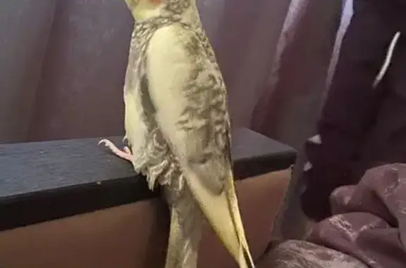 Пропала птица, ул. Сеченова, Калининград