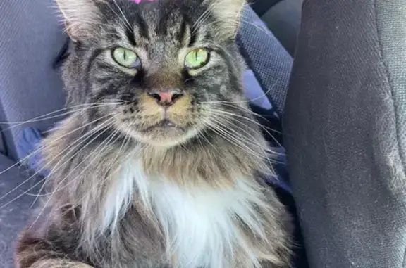 Пропала кошка, Сочи, Лесная ул. 13