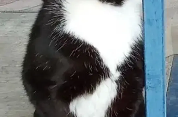 Найдена кошка, Таврово, фото: Кошка найдена, Комсомольская ул., Таврово