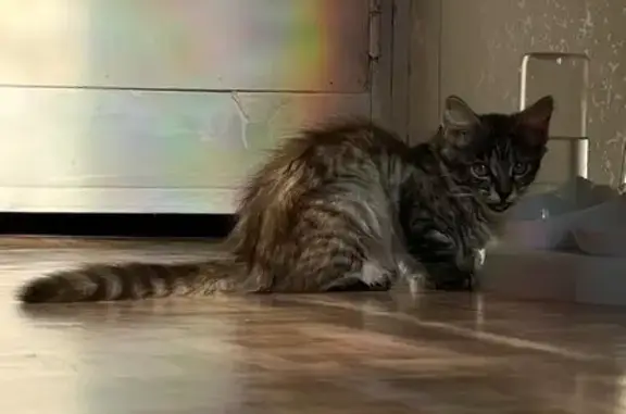 Кошки потеряшки, Новосибирск, фото: Потеряшка кошка на Пархоменко, 94