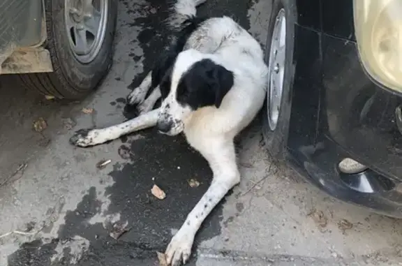 Найдена собака, Хабаровск, фото: Собака найдена: ул. Лермонтова, 43, Хабаровск