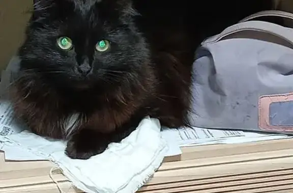 Пропала кошка, Дзержинского 5, Торжок