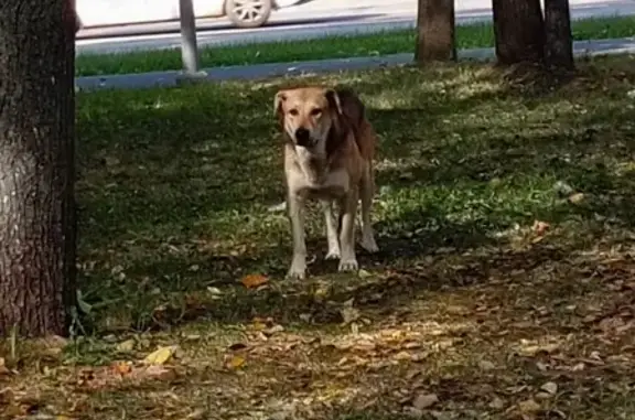 Собака найдена в Перово, Москва