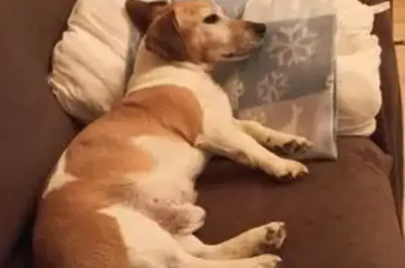 Пропала собака, ул. Нагорная, 9