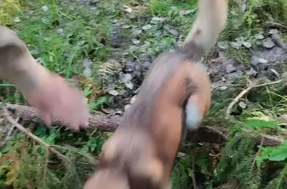 Найдена собака, Московская область, фото: Собака найдена: Чисмена, МО