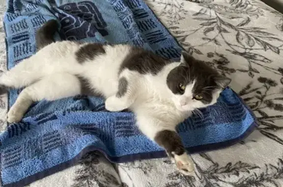 Найдена кошка, Омск, ул. СибНИИСХоз, 5