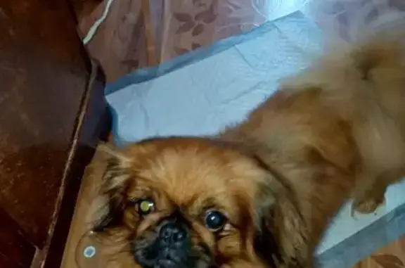 Найденные животные Серов, фото: Собака найдена: ул. Каляева, Серов