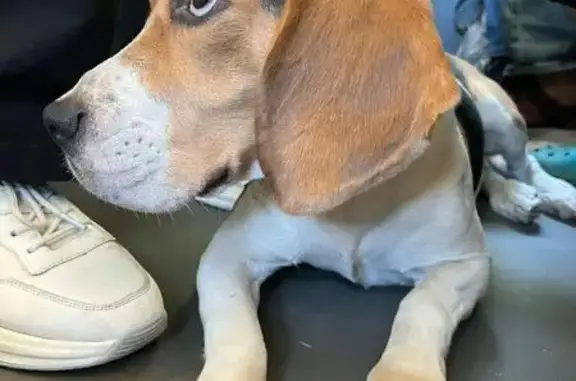 Бигль найден на платформе Нагатинская