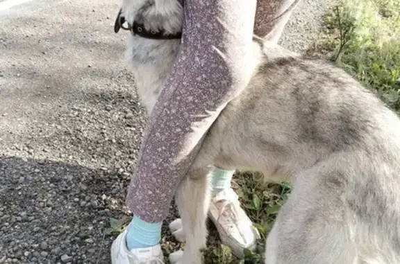 Кошки потеряшки, Кемеровская область, фото: Потеряшка кошка, Кульчаны, Кемерово