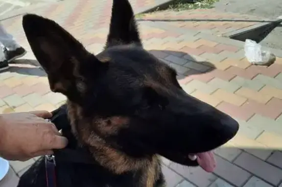 Найдена собака, Ростов-на-Дону, фото: Собака найдена: ул. Русова, 1с1, Ростов-на-Дону