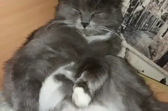 Кошки потеряшки, Нефтеюганск, фото: Потеряшка кошка Мася, 16 Нефтеюганск