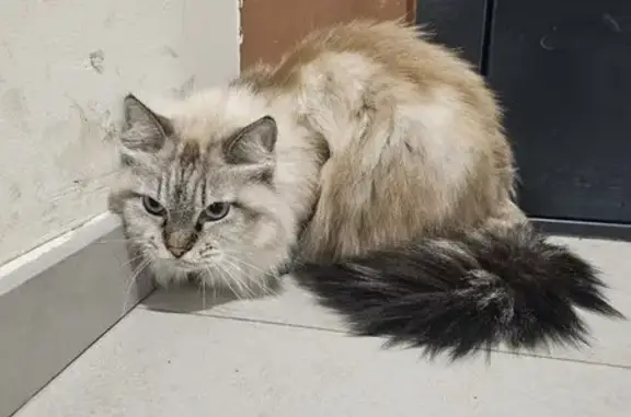 Найдена кошка, Люберцы, фото: Кошка найдена: Рождественская 10, Люберцы