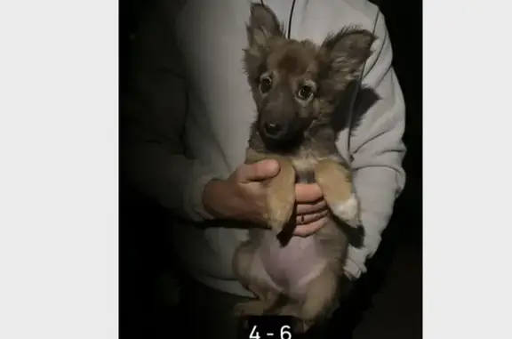 Пропала собака, ул. Чкалова 21, Улан-Удэ