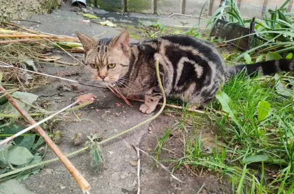 Кошка найдена: ул. Мира, 99, Йошкар-Ола