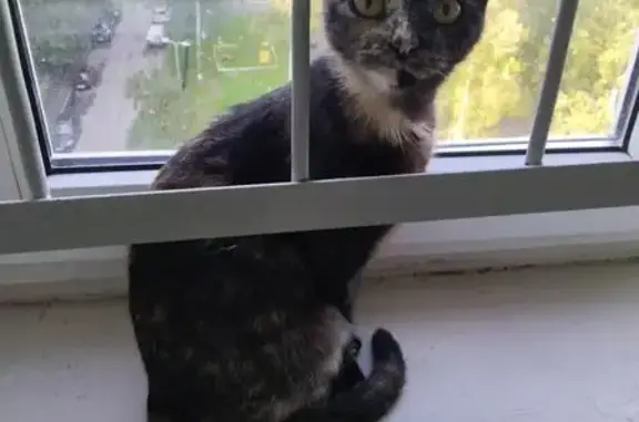 Кошка найдена на пр. Наставников, 15/5