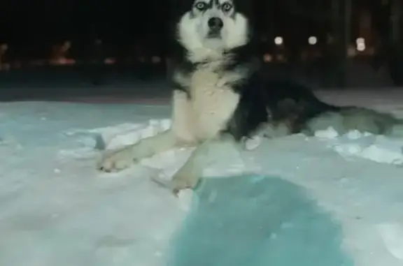 Собаки потеряшки, Москва, фото: Потеряшка собака, ул. Борисовские Пруды