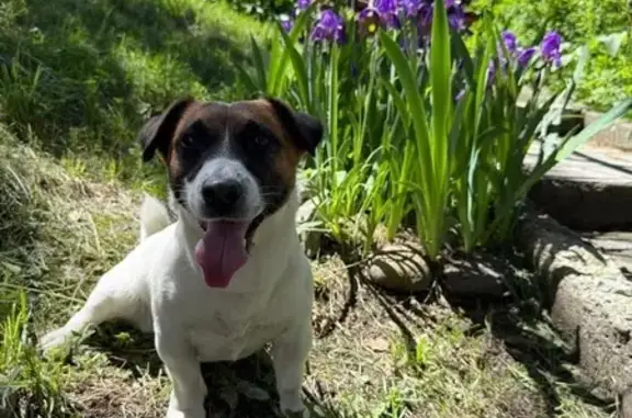 Собаки потеряшки, Республика Алтай, фото: Потеряшка собака, Соузга, Алтай