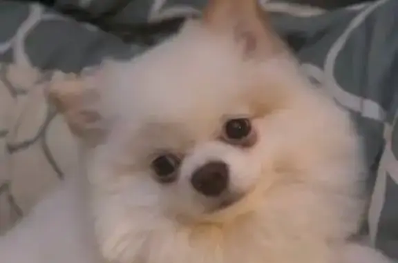 Пропала собака, ул. В. Сарычева, 4А, Орск