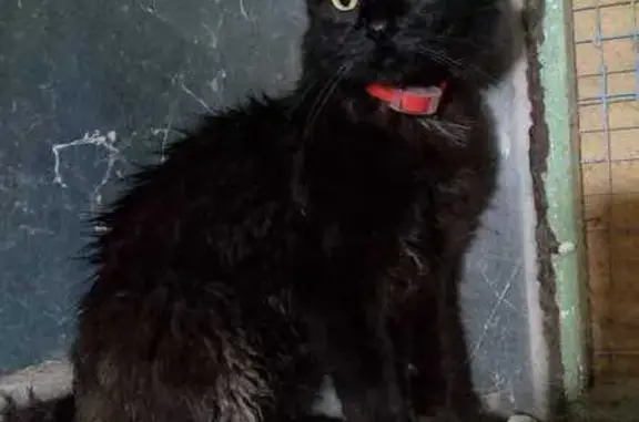 Пропал чёрный кот, Путевая ул., 31Д