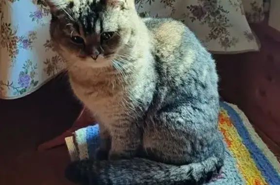 Кошки потеряшки, Санкт-Петербург, фото: Потеряшка кошка, Дачный пр., 36 к7, СПб