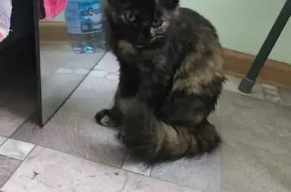 Найдена кошка, Владикавказ, фото: Кошка найдена: ул. Дзусова, 19, Владикавказ